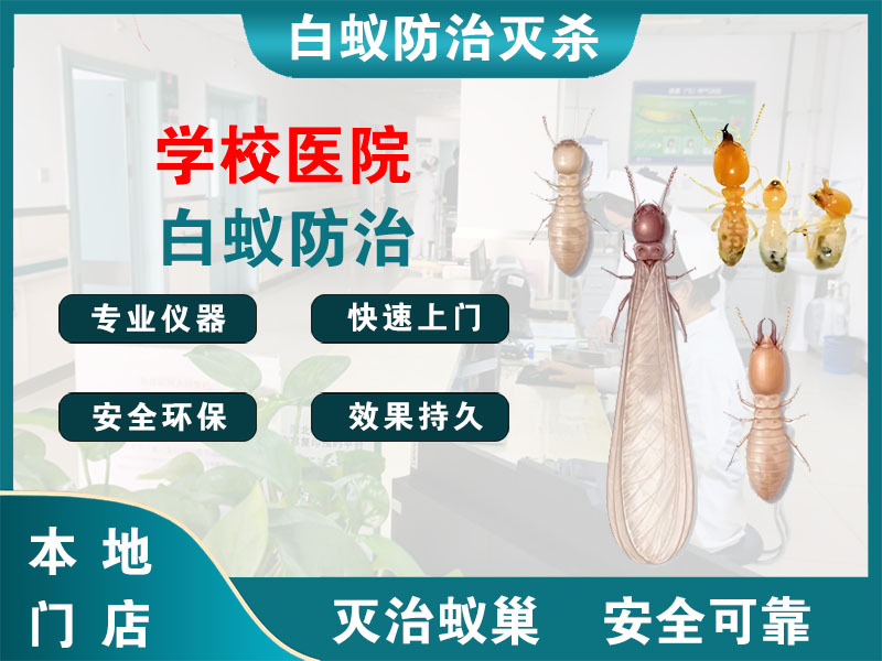 浙江学校医院白蚁防治