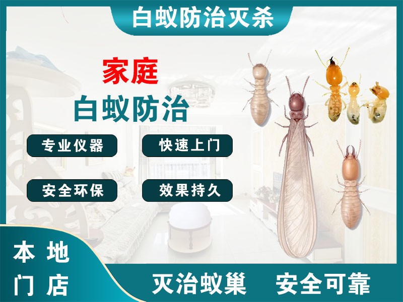 浙江家庭白蚁防治